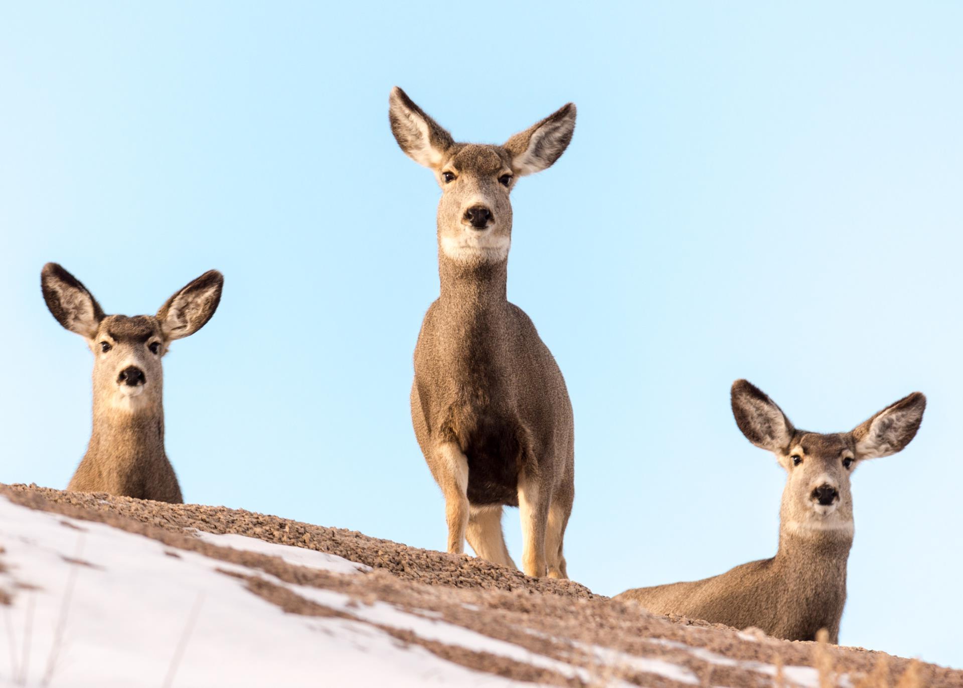 mule deer